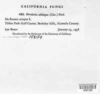 Ovularia obliqua image